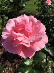 321E21AE-DE59-48A0-A6DF-AE8B6960A266